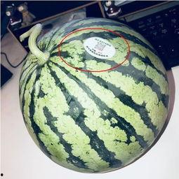 任丘网红吃瓜,揭秘网络红人的幕后故事