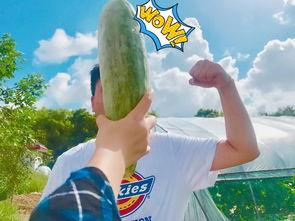 网红爆料吃瓜平台,吃瓜平台背后的真相大曝光！