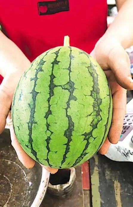 青岛的网红吃瓜事件真相,揭秘背后真相与争议