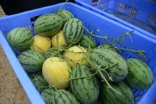 吃瓜爆料群网红,幕后故事大公开