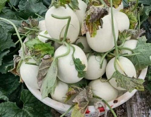 网红瓜玉姑怎么吃,解锁网红瓜子的美味吃法