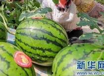 襄城县吃瓜网最新消息