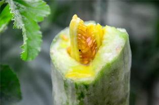 网红吃瓜颜色,色彩斑斓的瓜界风云